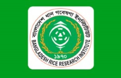 বাংলাদেশ ধান গবেষণা