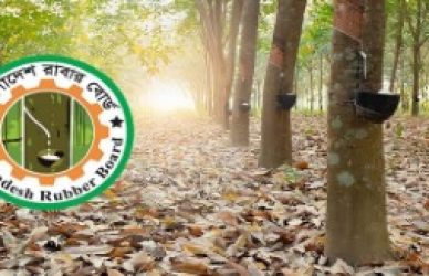 রাবার বোর্ড